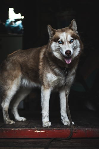 siberin huskey
