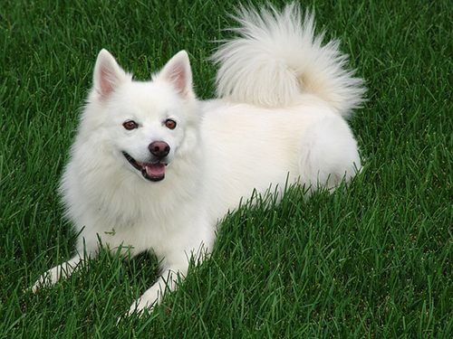 american eskimo