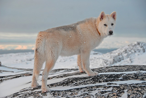 greenland