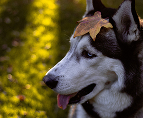 Miska
