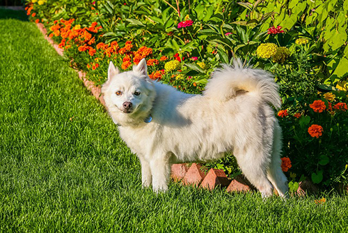 Nanuq