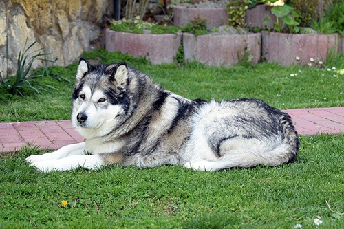 Sakari