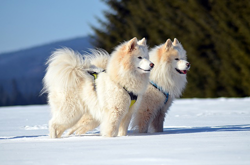 samoyed