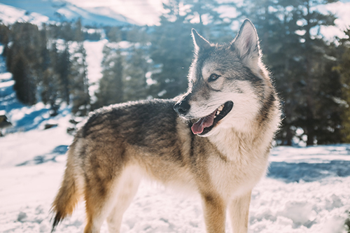 sappala siberian sled dog
