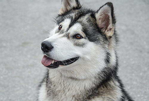 siberian huskey