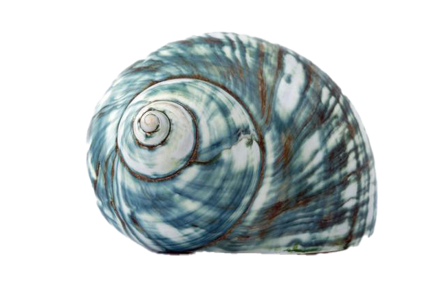 Shell