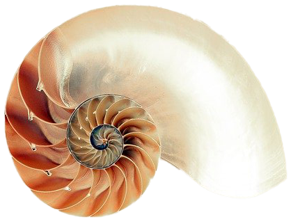 Shell2