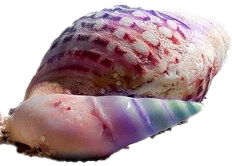 Shell3
