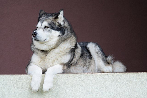 laying down, big dog called alaskan malamute